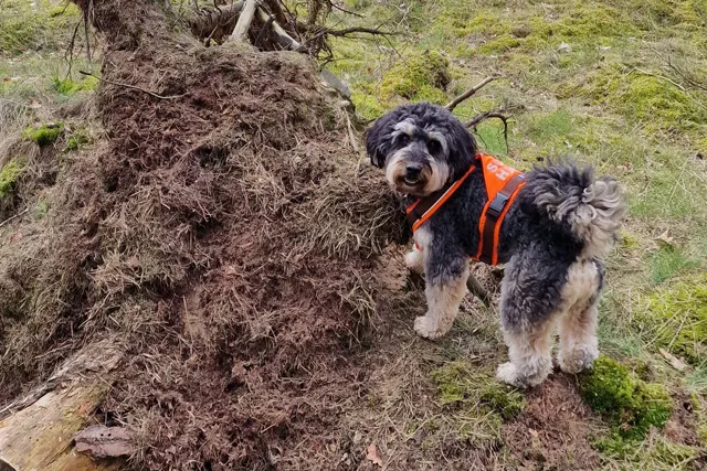 Gehölzpathogen-Spürhund 