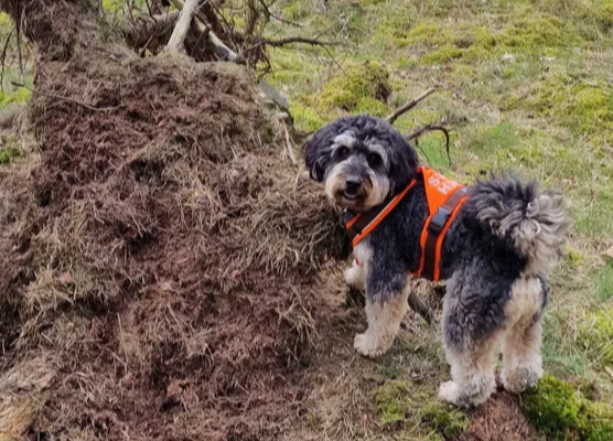 Spürhund Joschi bei der Suche nach Baumpilzen Spürhund Joschi bei der Suche nach Baumpilzen