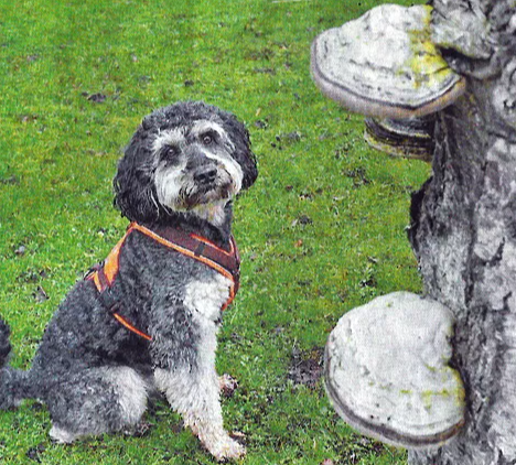 Nasenarbeit mit dem Spürhund Nasenarbeit mit dem Spürhund