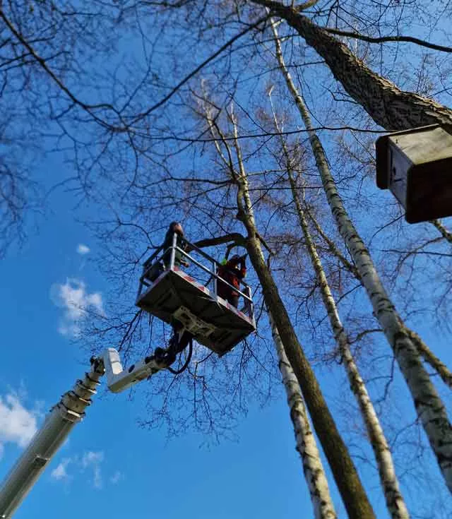 Baumpflege -Nistkästen aufhängen Baumpflege -Nistkästen aufhängen