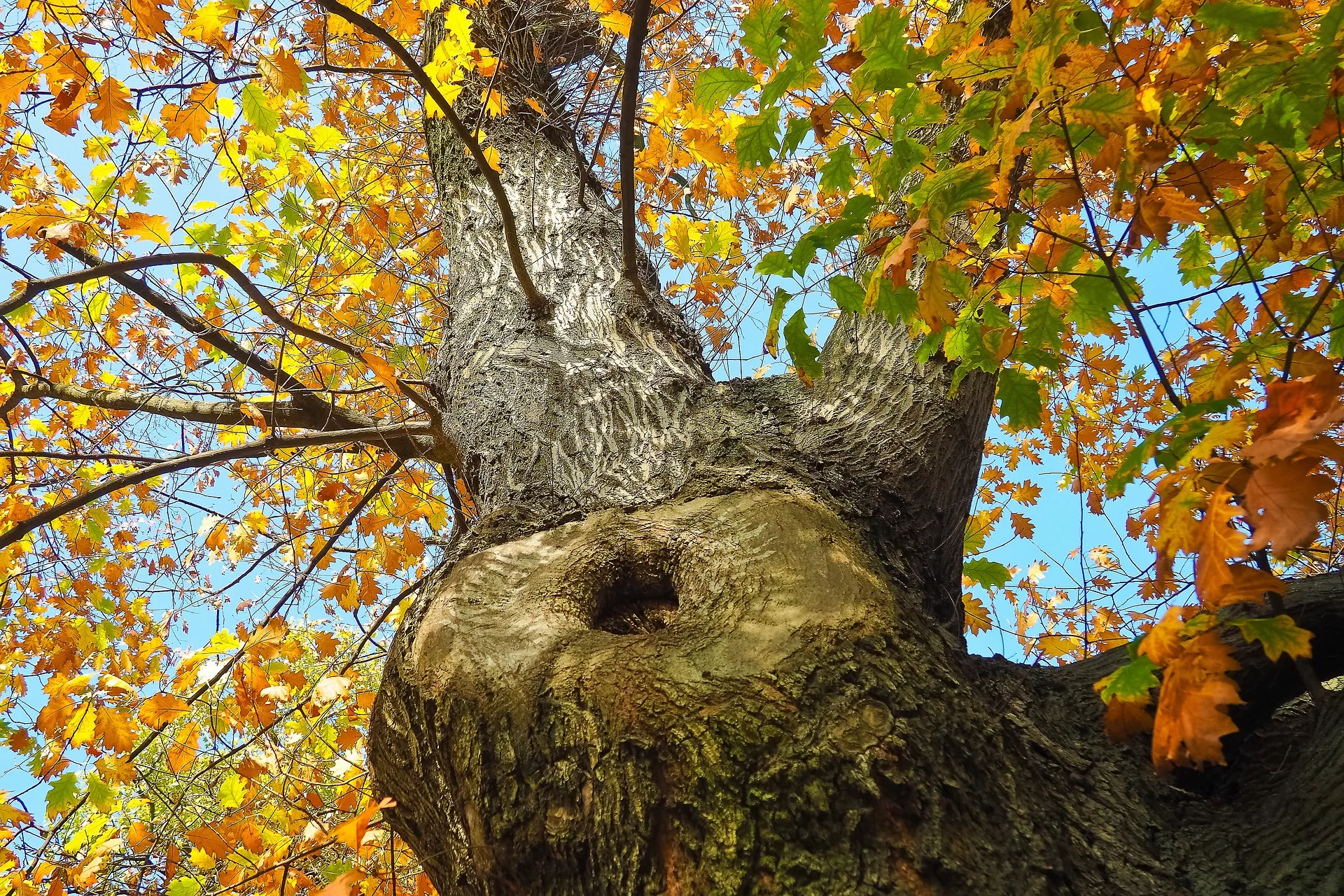 tree-2909245-1920