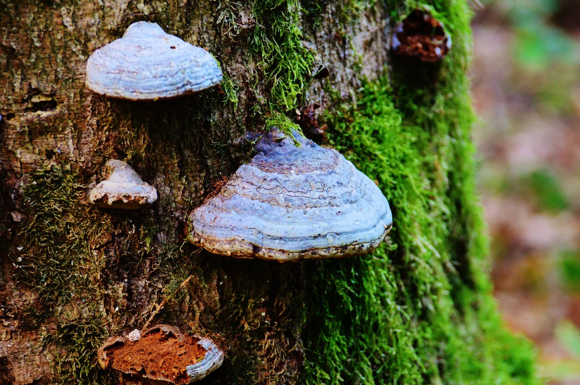 tree-mushroom-971841-1920