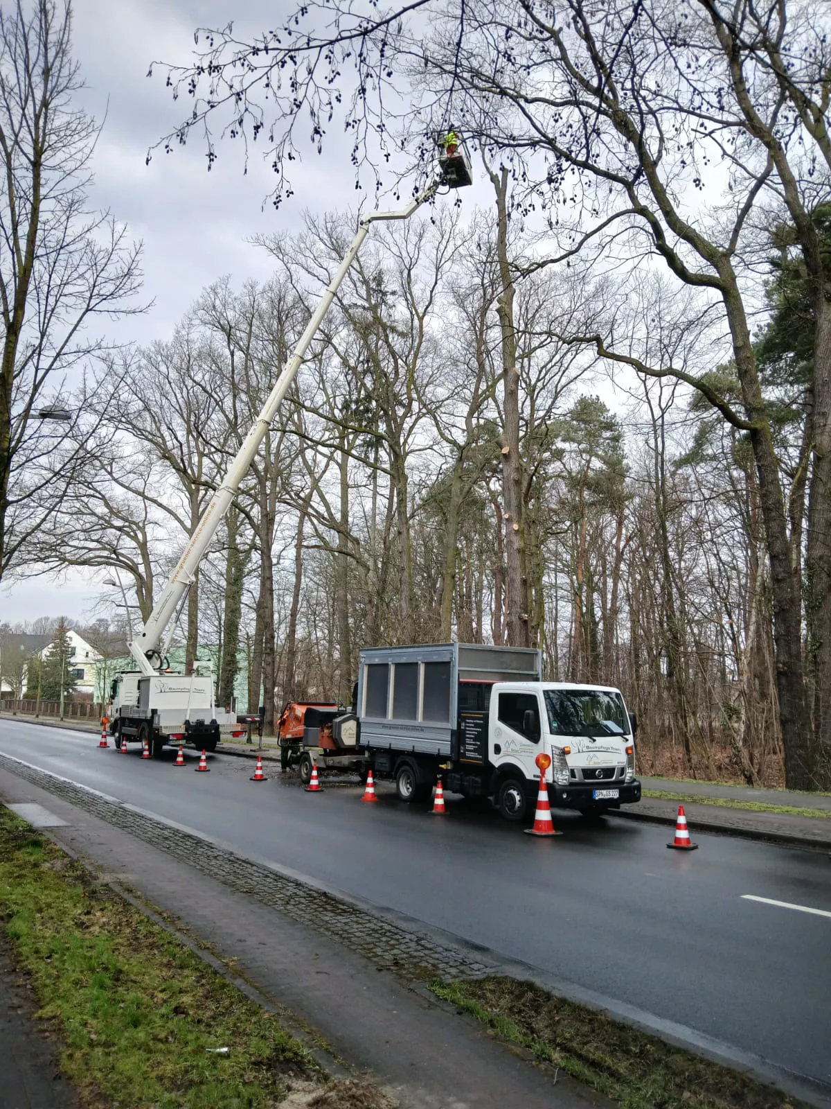 Baumfällung am Straßenrand Baumfällung am Straßenrand