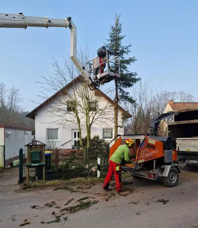 Baumfällung in der Nähe des Hauses Baumfällung in der Nähe des Hauses