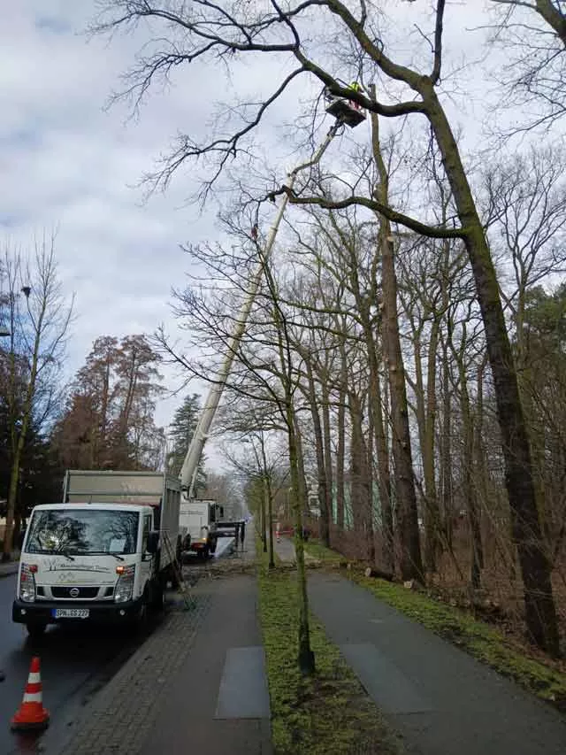 Baumfällung am Straßenrand Baumfällung am Straßenrand