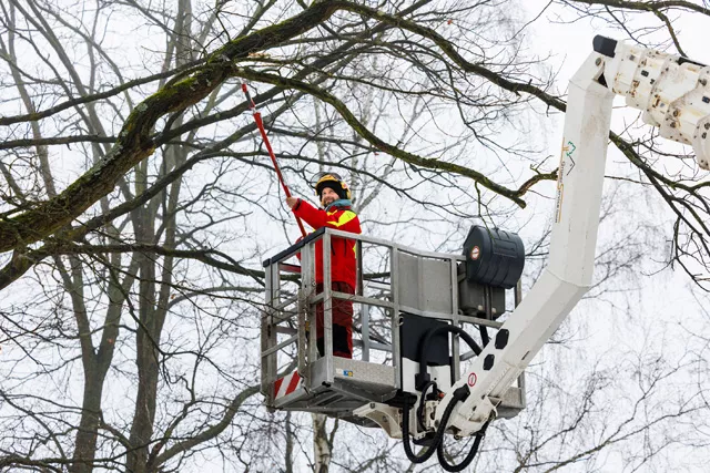 Baumschnitt im Winter