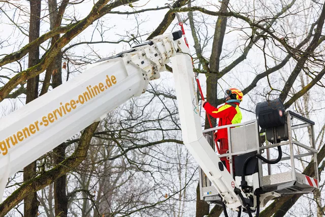 Baumschnitt im Winter